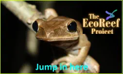 The EcoReef Project