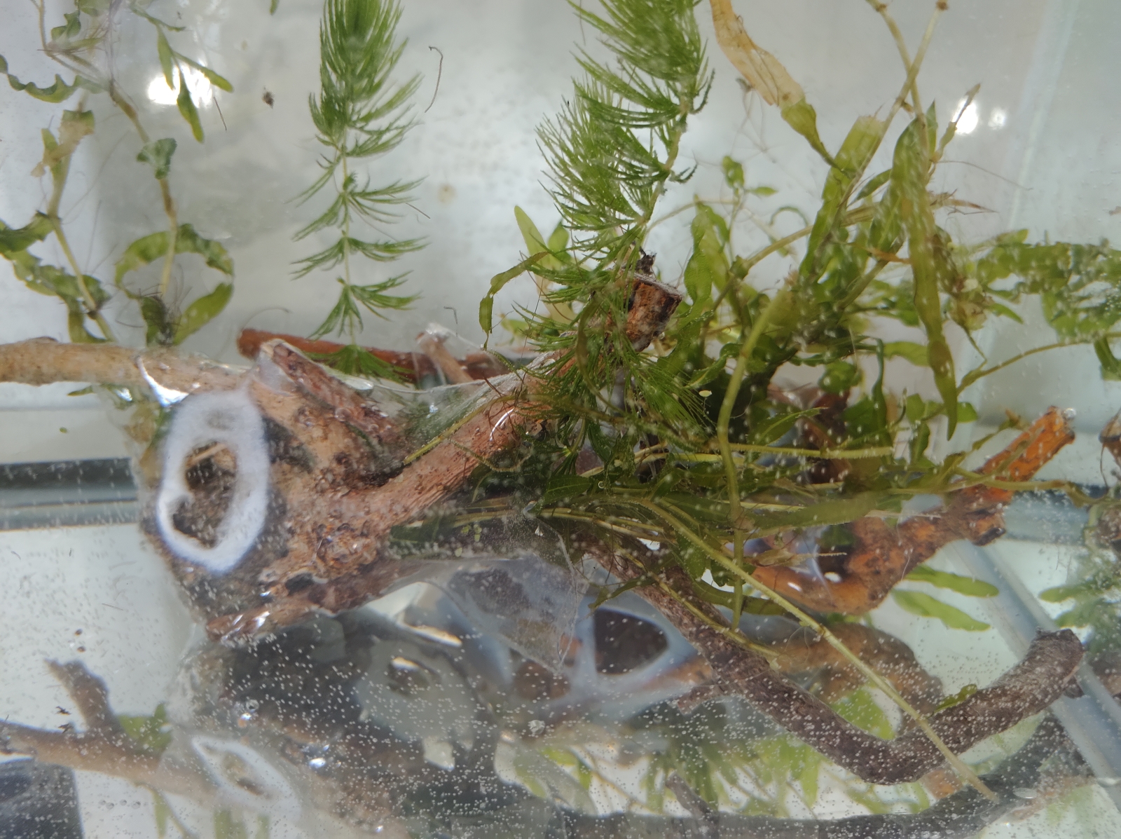 What Is an EcoReef?