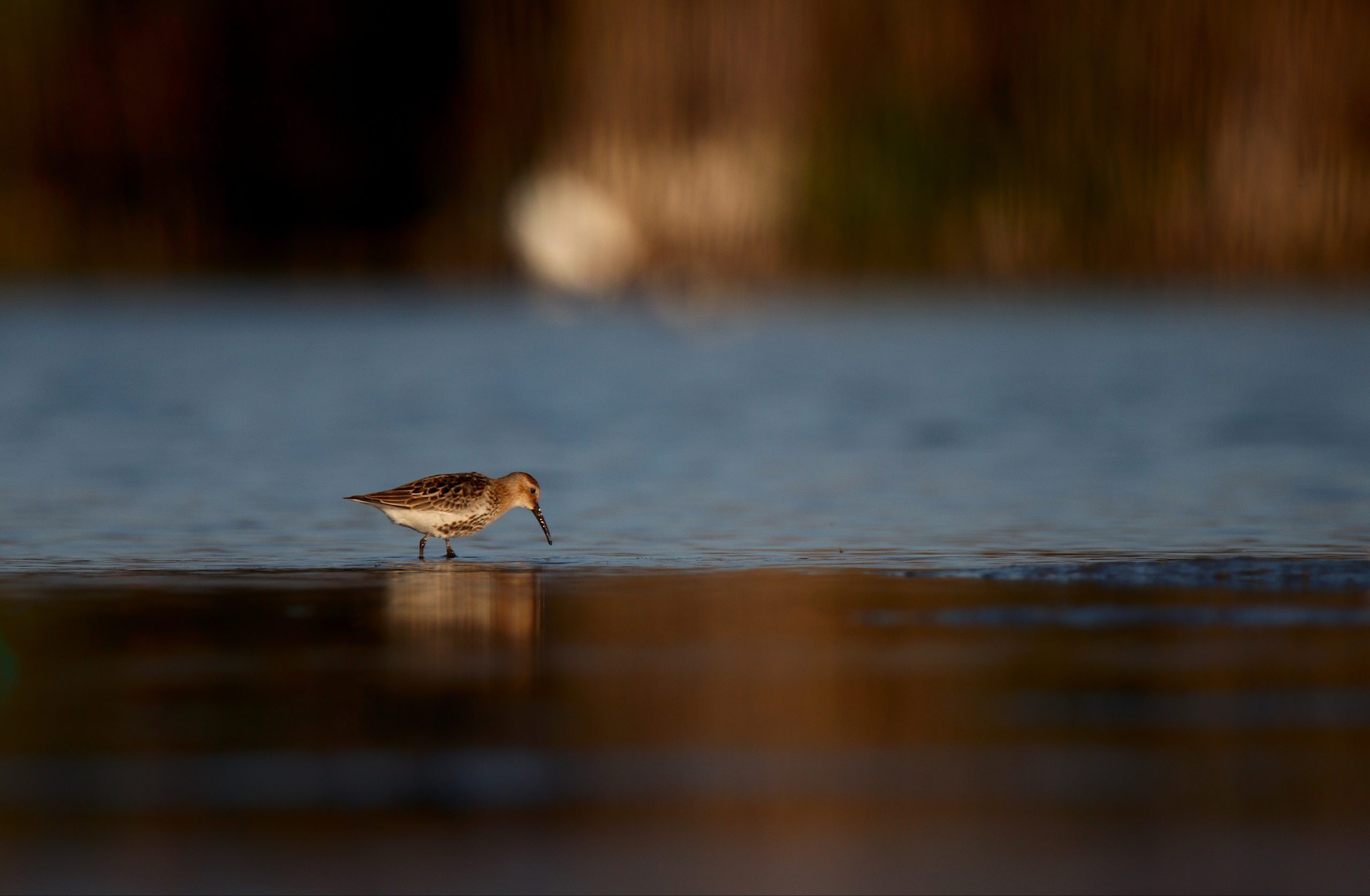 What EcoReefs Do At Night And How They Support Nocturnal Ecology
