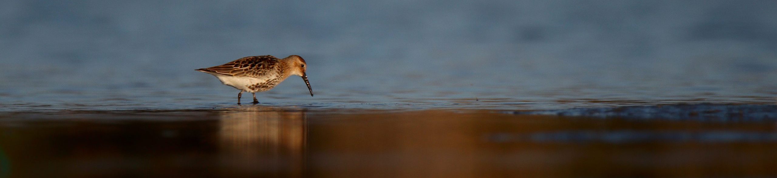 Important Blend And Balance Local Ecology By EcoReef Modules