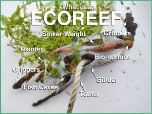 What is an EcoReef?
