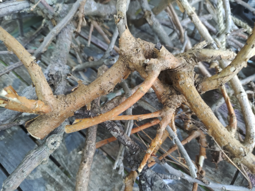 Simulated EcoReef Environments For Testing And Innovation