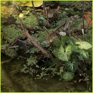 EcoReefs in Rivers - Restoring Flow, Life, and Meaning