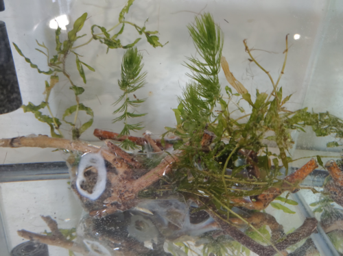 How to Build Strong Miniature Aquarium EcoReefs - Recycled Material