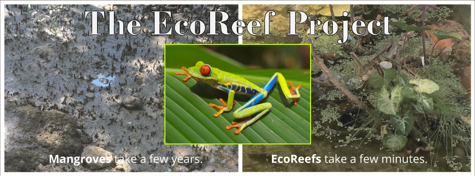 Regenerative EcoReef Aquatic Systems For Interesting Amphibians