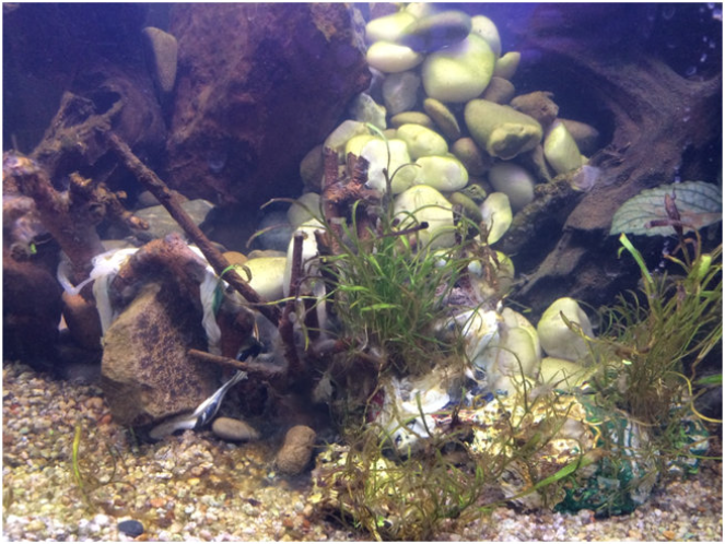 What Happens When Happy Aquatic Plants Are Allowed to Thrive