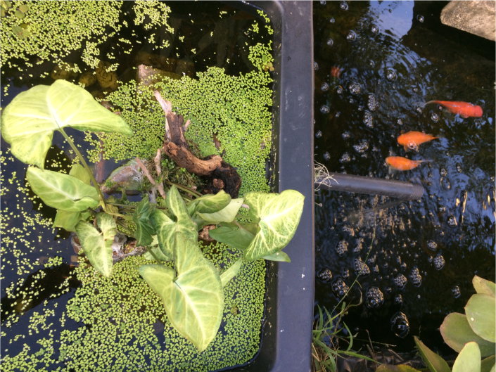 Testing Man-Made Eco Reef Ecosystems For Better Quality Water In A Large Pond Situation