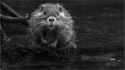 Complex Adaptable EcoReefs for Rakali, Platypus, and Others